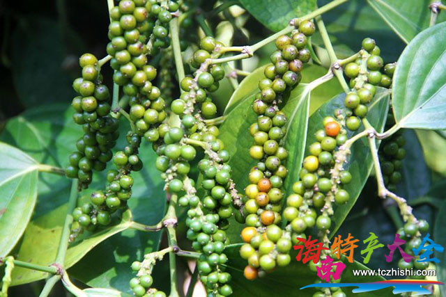 胡椒 海南胡椒價格參考一覽表(2021年4月19日)