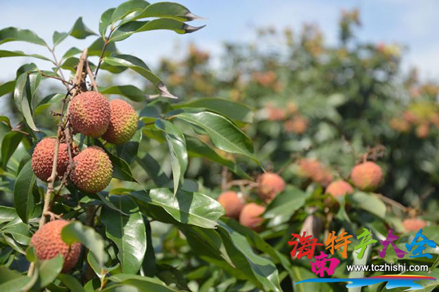 三門坡妃子笑荔枝 三門坡荔枝