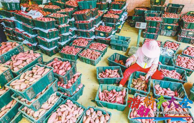 村民們將采收的地瓜分揀裝筐 澄邁橋頭地瓜幾月份上市?什么時候成熟?