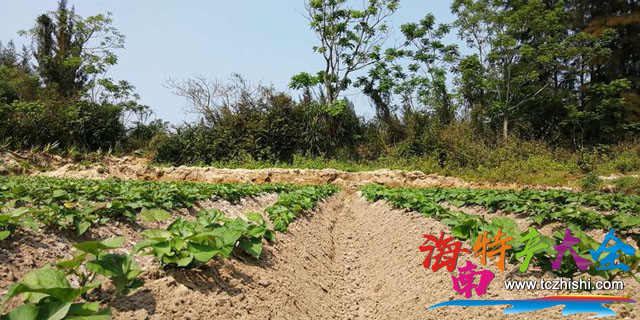 田間種植的橋頭地瓜 澄邁橋頭地瓜幾月份上市?什么時候成熟?
