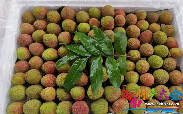 海南荔枝 海南荔枝地頭收購均價一覽表(2021年5月10日)