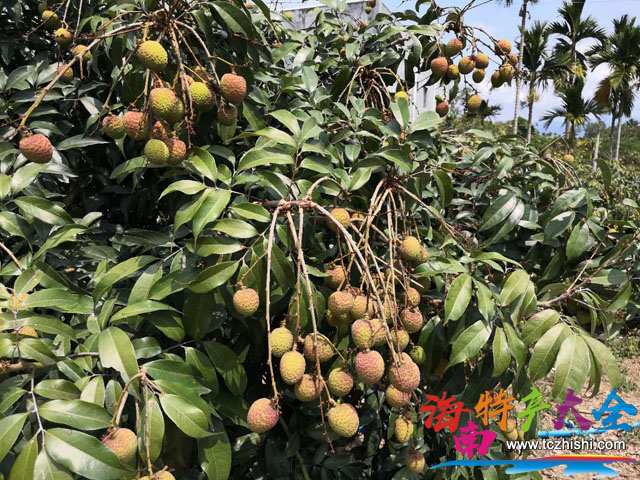 海南荔枝 海南荔枝地頭收購均價一覽表(2021年5月10日)