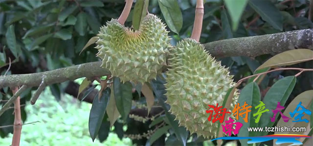 海南榴蓮果實 海南榴蓮