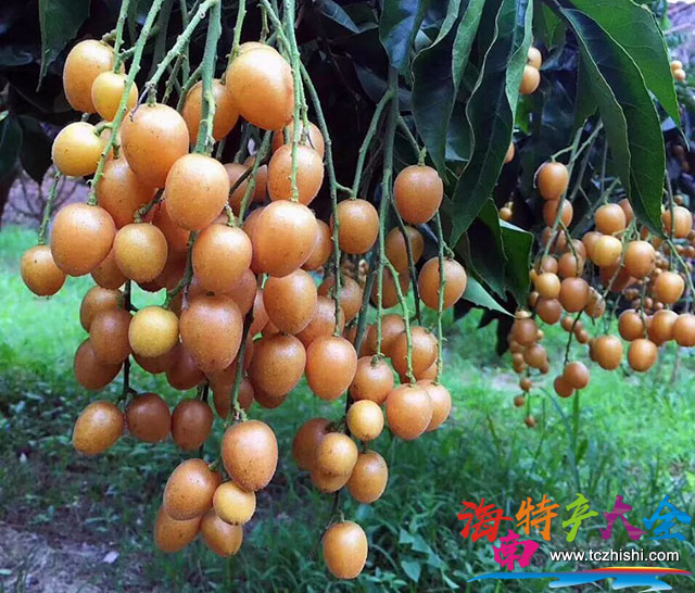 海南黃皮品種有哪些?哪個品種最好吃?