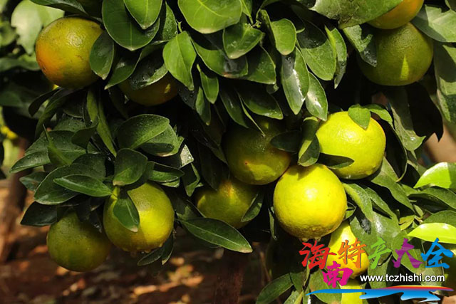 臨高皇橙 臨高皇橙