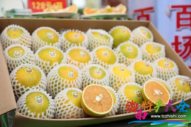 臨高皇橙 臨高皇橙