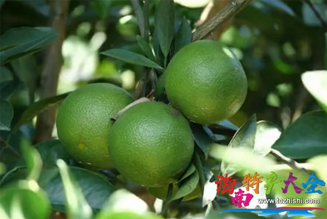 瓊中綠橙 海南瓊中綠橙