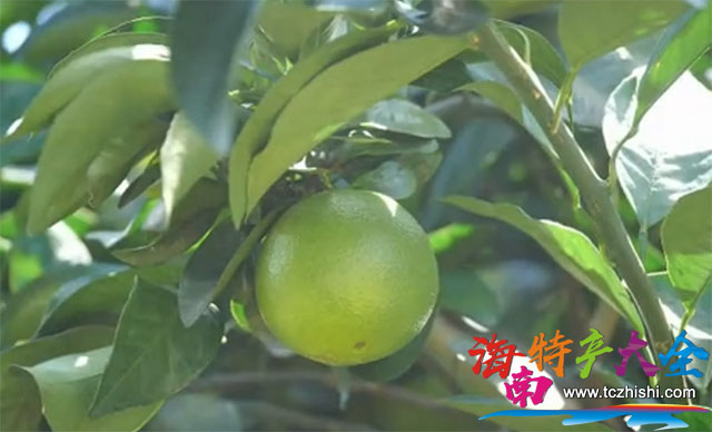 瓊中綠橙 海南瓊中綠橙