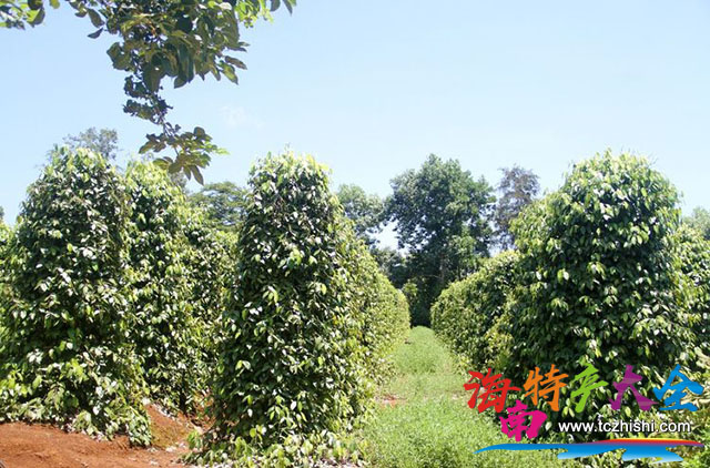 海南胡椒種植農(nóng)地 海南胡椒收購價格參考(2023年7月16日)