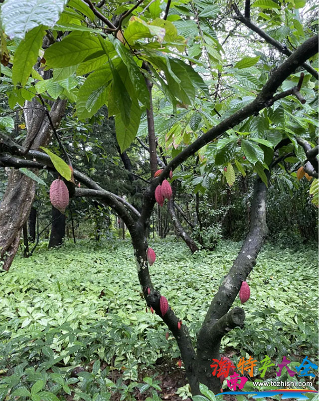 海南可可樹 海南可可