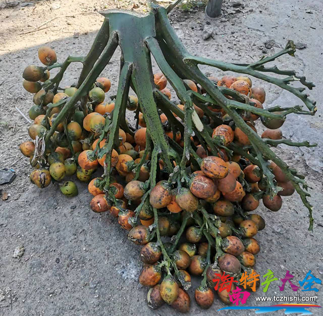 海南檳榔青果每日報價(2022年11月11日)