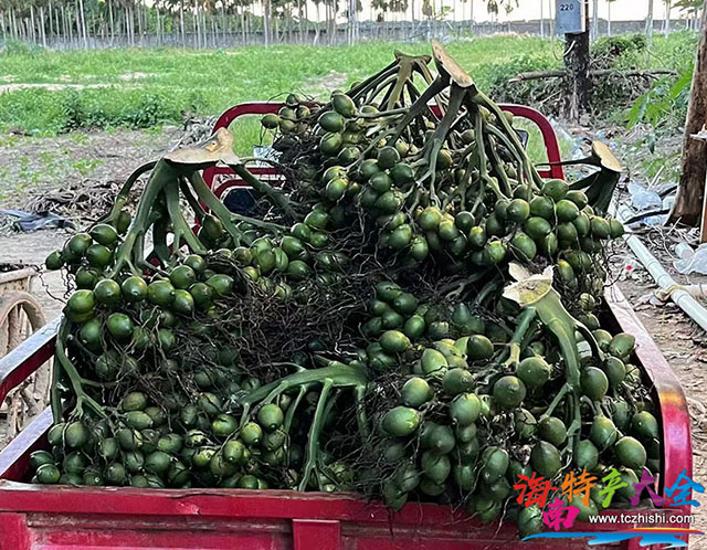 海南檳榔青果每日報價(2023年3月31日)