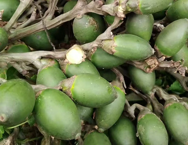 海南檳榔收購價格行情參考(2025年12月6日)