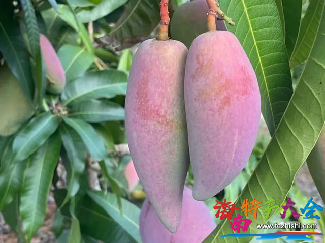 海南芒果今日收購價格行情(2023年5月14日)