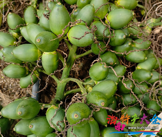 海南檳榔價格最新行情消息(2023年4月7日)