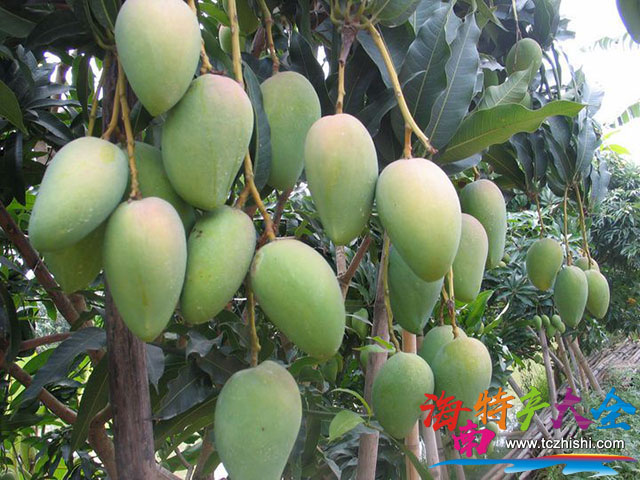 海南芒果今日價格參考(2023年5月11日)