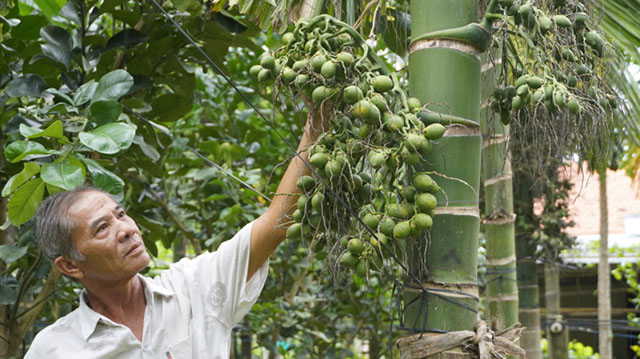 中國貿易商持續收購越南檳榔,引發當地檳榔價格上漲
