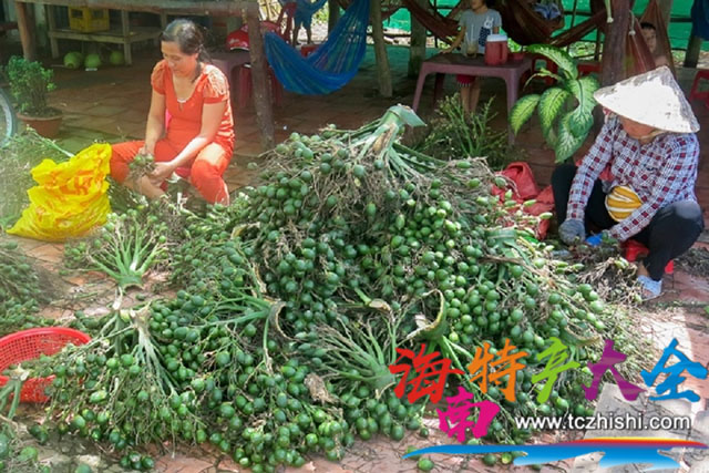中國貿易商持續收購越南檳榔,引發當地檳榔價格上漲