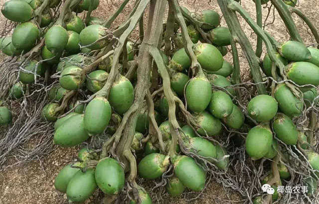 海南封關和廣東種檳榔5年后會影響到檳榔價格嗎?