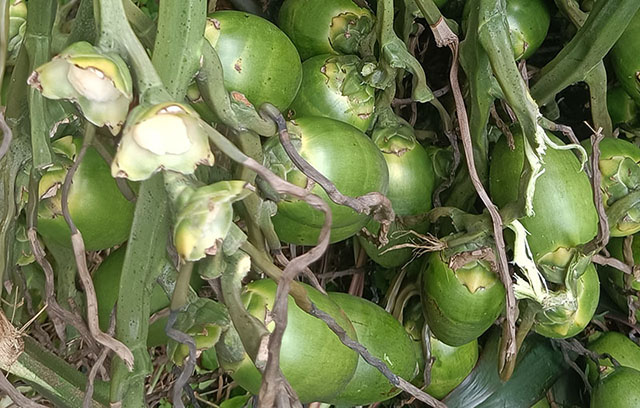 ?海南檳榔收購價格行情參考(2025年1月12日)