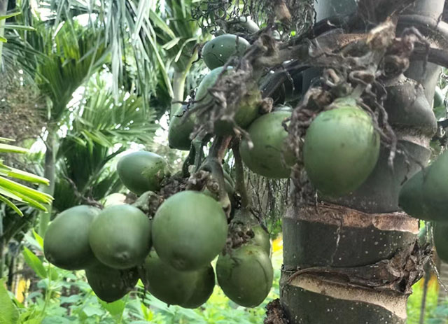 海南檳榔收購價格行情參考(2025年12月5日)