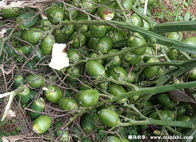 ?海南檳榔收購價格行情參考(2025年1月3日)