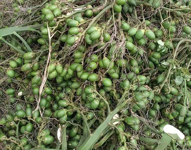 海南檳榔收購價格行情參考(2025年12月5日)