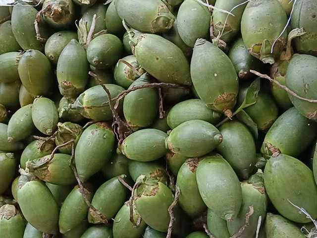 ?海南檳榔收購價格行情參考(2025年1月3日)