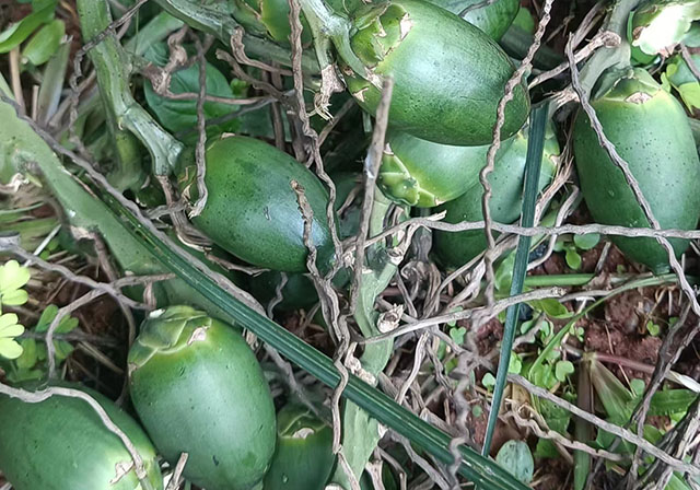 海南檳榔收購價格行情參考(2025年12月5日)