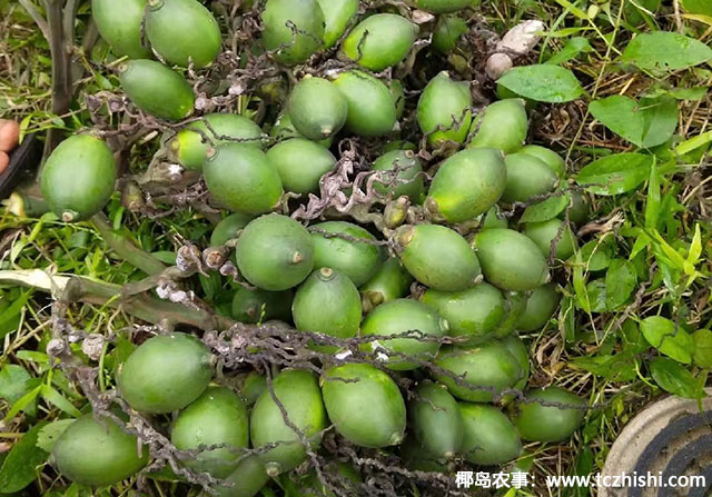 近年跟風種植檳榔的人很多,現在跟著種風險大嗎?