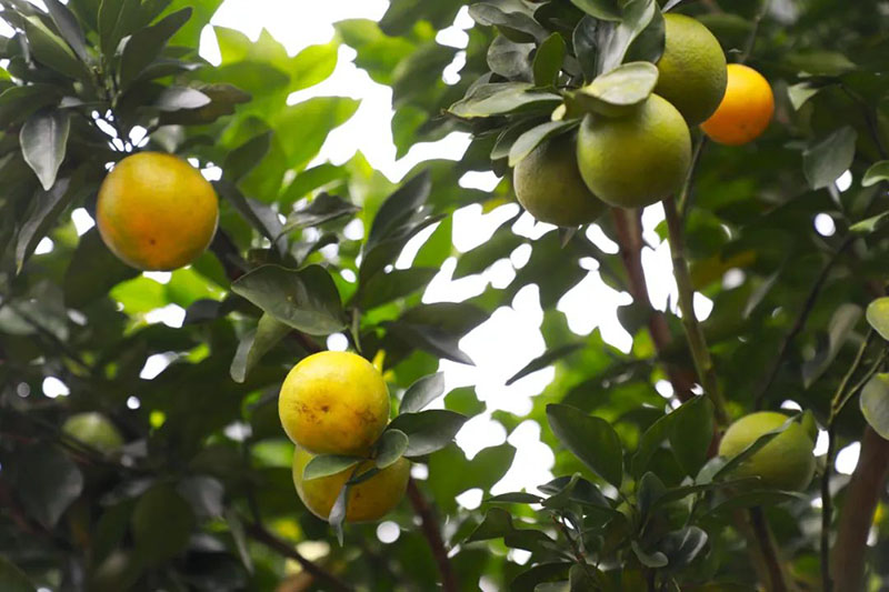 白沙縣紅心橙即將上市，預計畝產可達3000斤