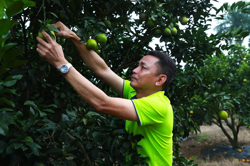 白沙縣紅心橙即將上市，預計畝產可達3000斤