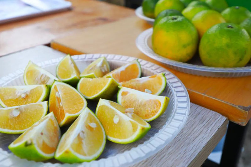 白沙縣紅心橙即將上市，預計畝產可達3000斤