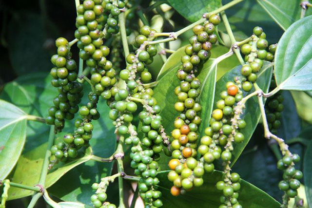 海南白胡椒收購行情參考(2024年7月20日)