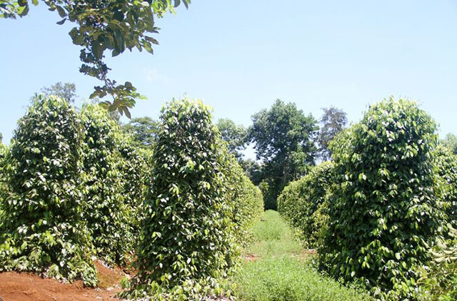 海南白胡椒收購行情參考(2024年7月20日)