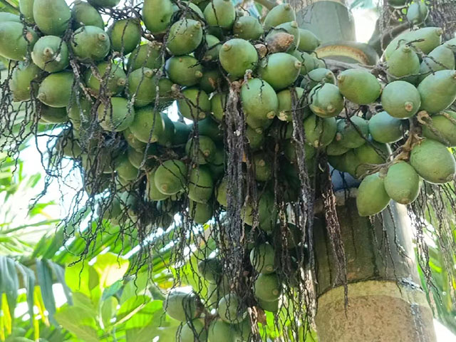 海南檳榔收購價格行情參考(2025年12月2日)