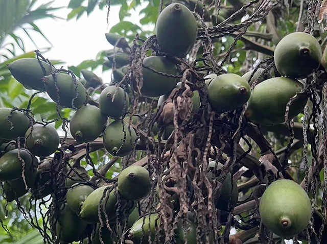 海南檳榔收購價格行情參考(2025年12月1日)