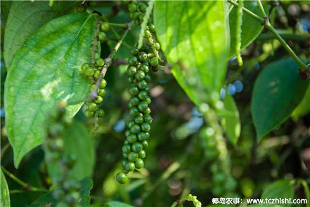 海南白胡椒收購行情參考(2024年7月13日)