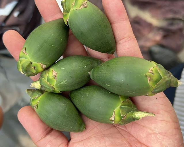 海南檳榔收購價格行情信息參考(2025年12月7日)