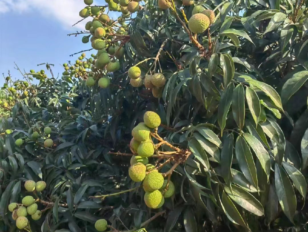 2024年海南第一批荔枝已上市？