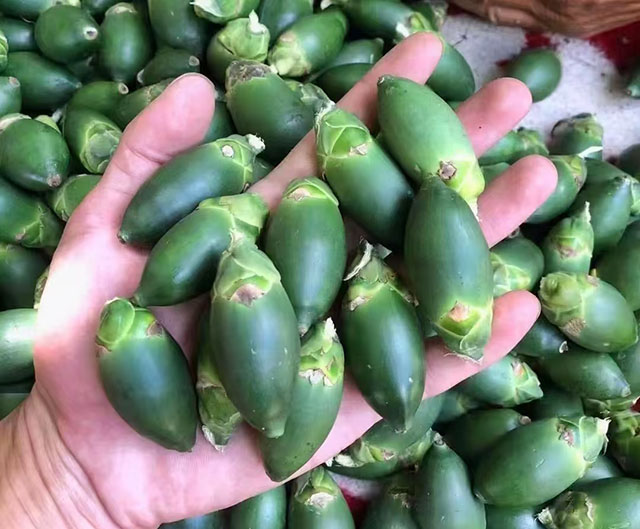 海南檳榔收購價格行情參考(2025年12月2日)