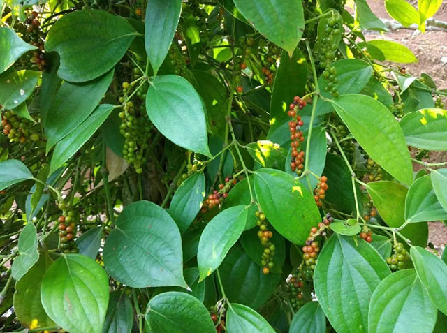 海南白胡椒收購價格參考(2024年12月20日)