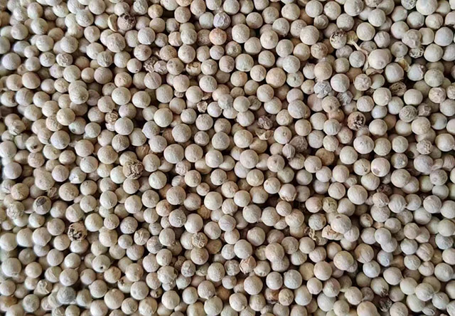 海南白胡椒收購價格參考(2024年12月30日)