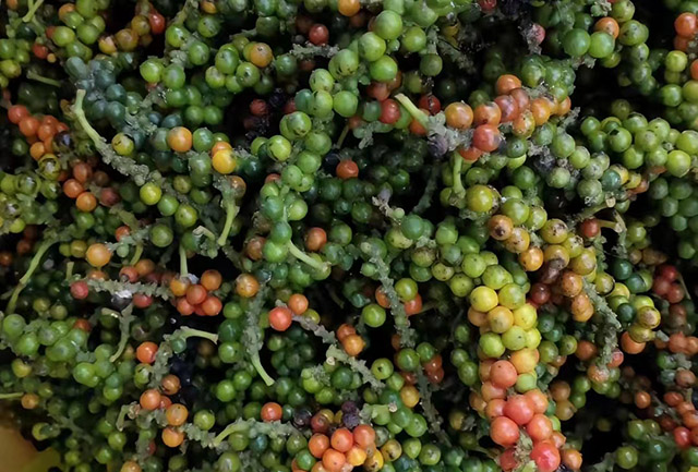 海南白胡椒收購行情參考(2024年7月13日)