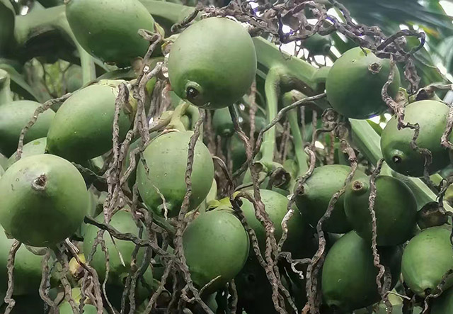 ?海南檳榔收購價格行情參考(2025年1月3日)