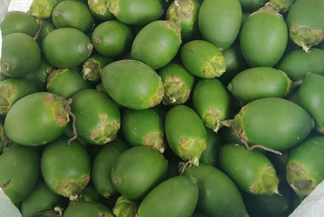 ?海南檳榔收購(gòu)價(jià)格行情參考(2025年1月8日)