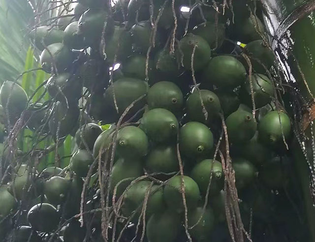 ?海南檳榔價格行情參考(2024年10月1日)