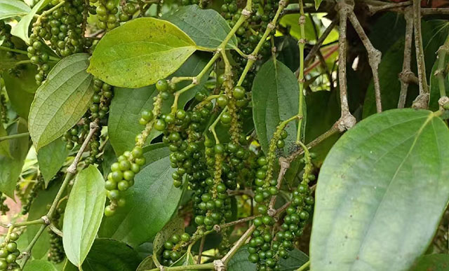 海南胡椒收購價格行情參考(2025年1月17日)