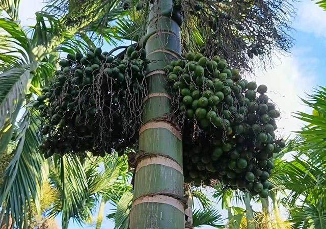 海南檳榔收購價格行情消息(2024年8月3日)