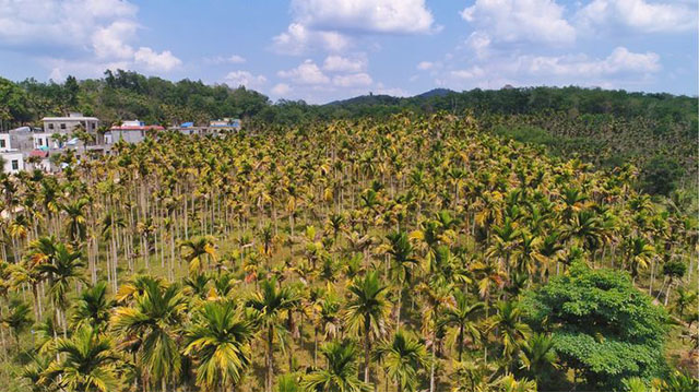 海南多地檳榔染上黃化病,今年產量可能小幅下滑